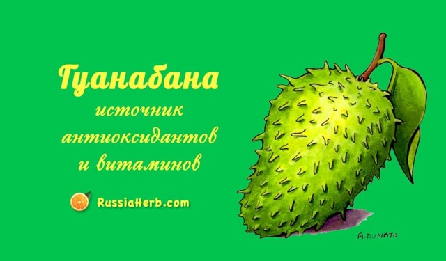 Фрукт гуанабана: лікувальні властивості, як виглядає, як приймати від раку, відгуки