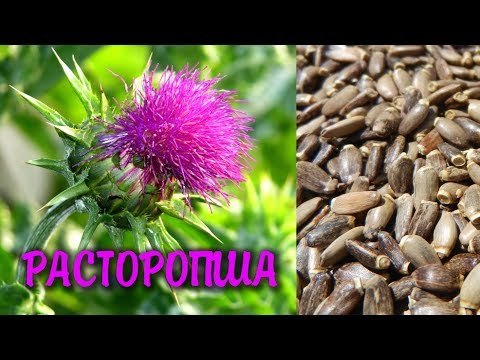 Шрот розторопші: користь і шкода, як приймати, інструкція, відгуки