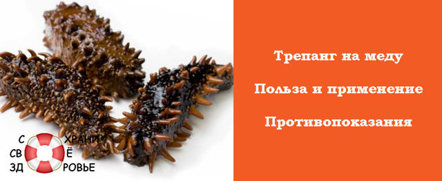Трепанг на меду: корисні властивості, для чого потрібен, протипоказання, відгуки лікарів і покупців
