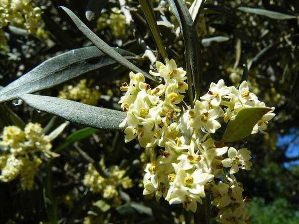 Оливки: користь і шкода для організму, чим відрізняються від маслин, фото