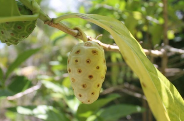 Сік Ноні (noni juice): корисні властивості, склад, як приймати дорослим, при онкології