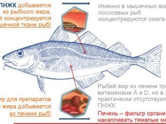 Молочна риба: користь і шкода, відгуки, рецепти приготування з фото