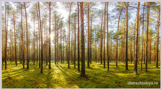 Користь хвойного лісу, які ліси відносяться до хвойних