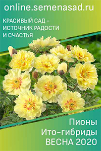 Лимонник китайський (далекосхідний): користь і шкода, лікувальні властивості, відгуки