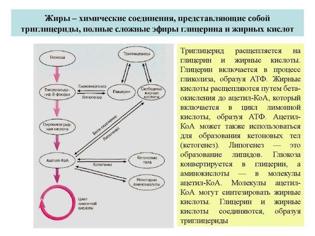 Харчова добавка Е472е: що це, небезпечна чи ні, з чого роблять, вплив на організм