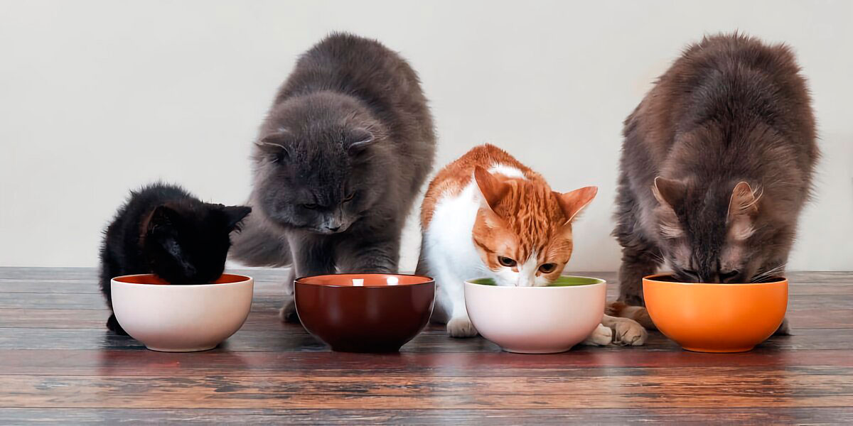 Почему среди владельцев котов так популярен корм супер-премиум?