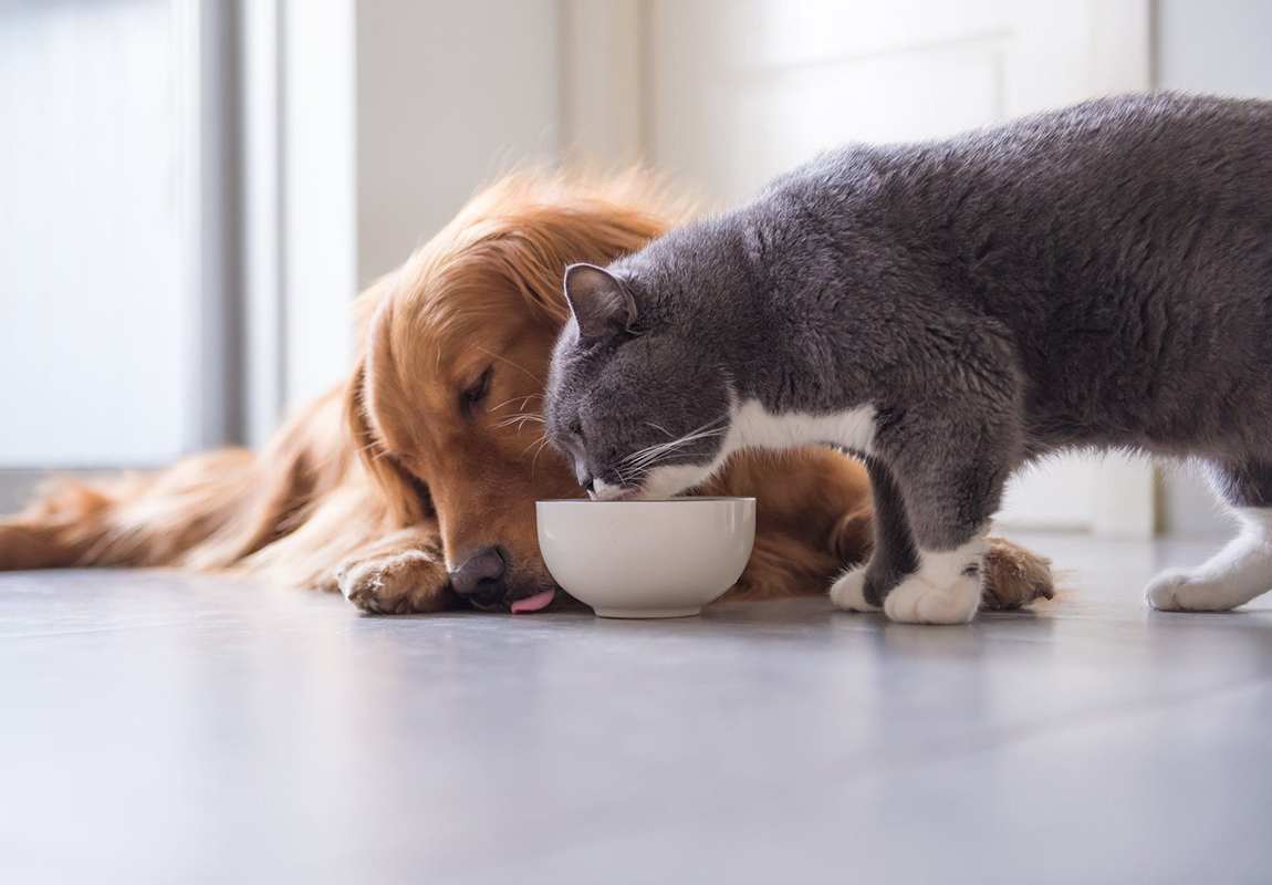 Питание кошки и собаки