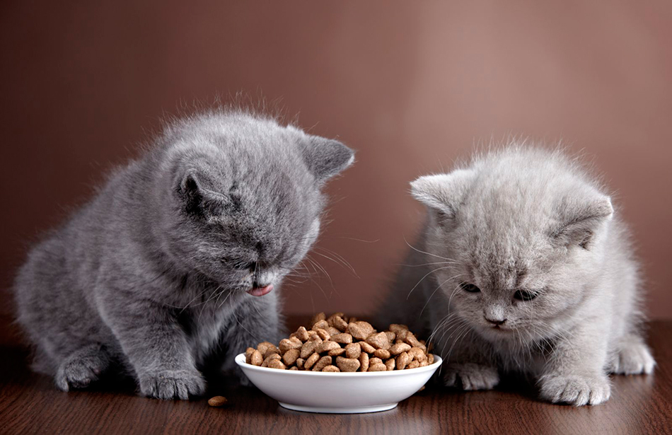 Сірі кошенята їдять корм