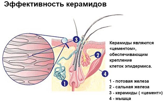 Matrix Color Sync фарба для волосся.  Палітра, фото, відтінки, інструкція фарбування