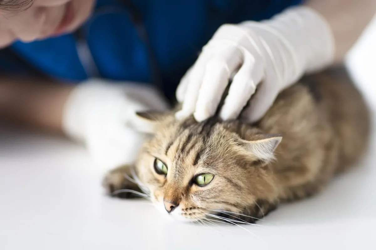 Симптомы аллергии у кошек и когда необходима помощь ветеринара