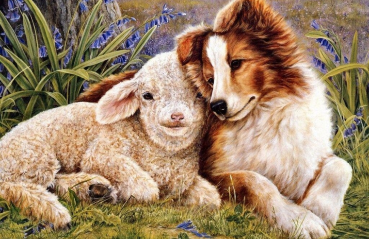 Колли с овечкой рисунок