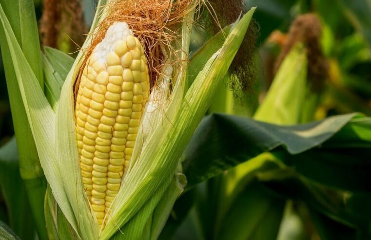 Семена кукурузы и их выбор под различные условия