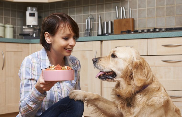 Полезен ли сухой корм для собак