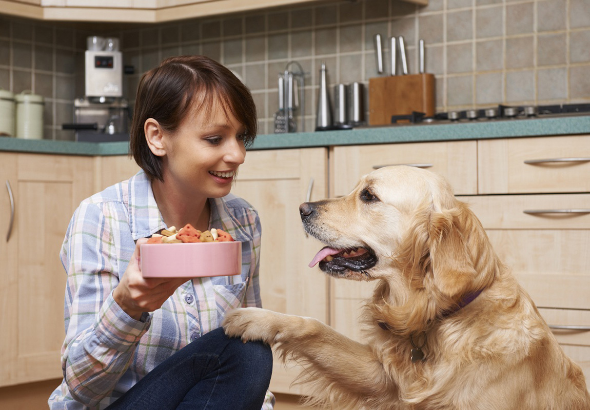 Полезен ли сухой корм для собак
