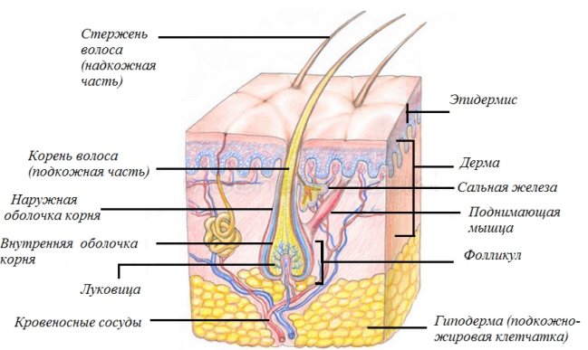 будова кореня волоса