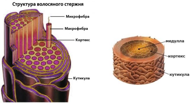 будова стрижня волосся