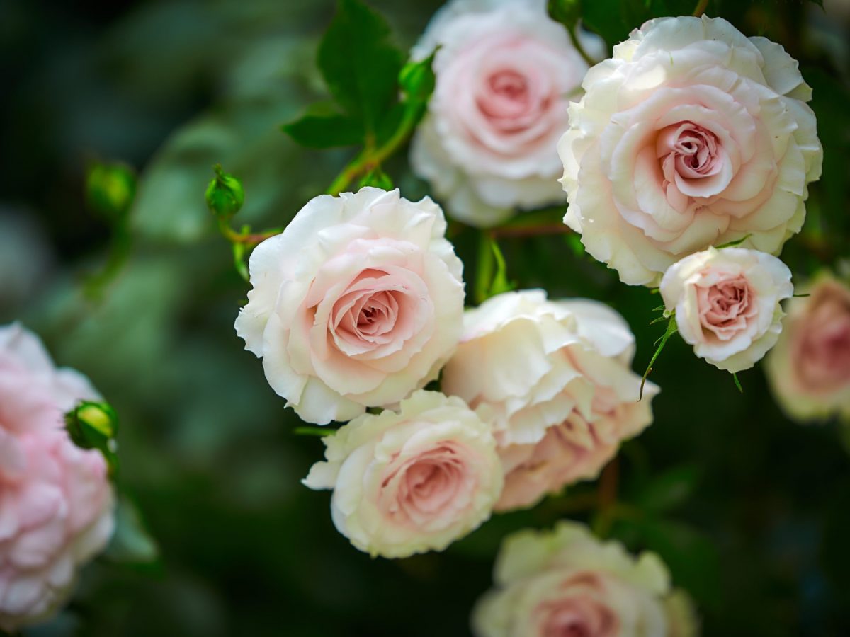 саджанці троянд недорого, біла троянда в саду