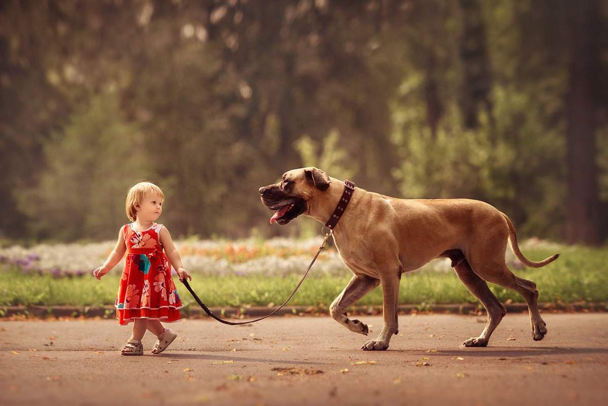 Дывчинка гуляє з собакою