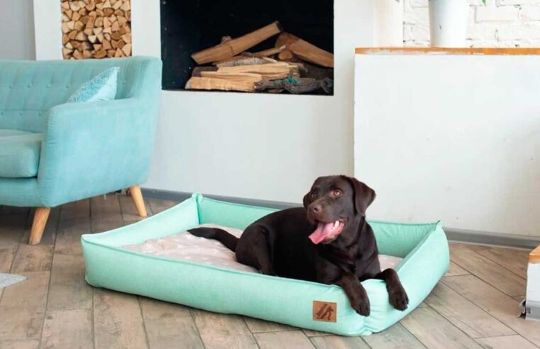 Какой купить лежак для собаки?