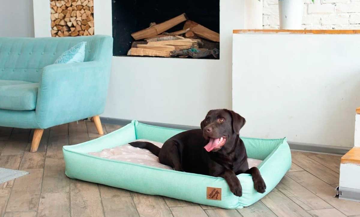 Какой купить лежак для собаки?