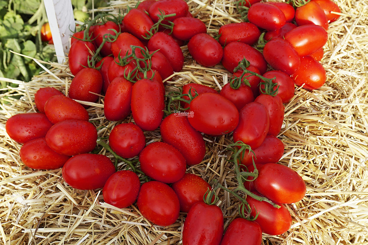 Урожай помидоров п'єтра роса от Clause