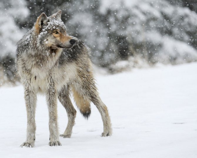 Vovk Zagalna Harakteristika Teoriyi Evolyuciyi Osoblivosti Hizhaka Racion 79 Foto