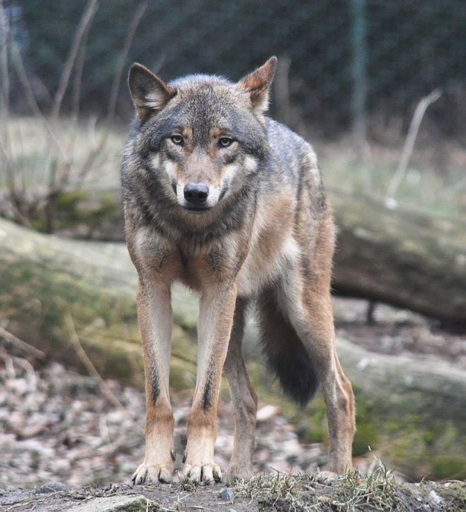 Vovk Zagalna Harakteristika Teoriyi Evolyuciyi Osoblivosti Hizhaka Racion 79 Foto