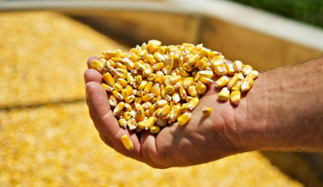 Величезний врожай кукурудзи зібраний с насіння (середньостигле). Постачальник насіння lnzweb.com