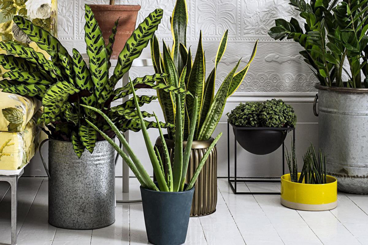 Зачем выращивать комнатные растения?